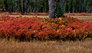 Lewis River Meadows 7551_1